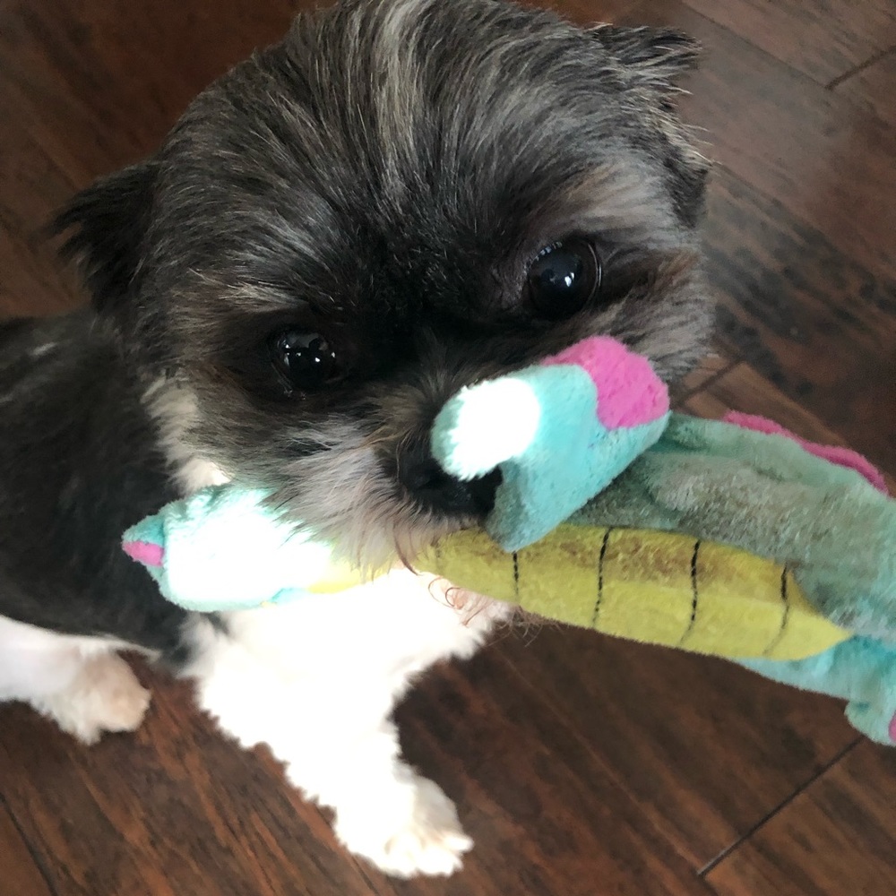 Meet your Posher, Katryna